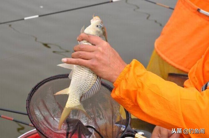杂牌鱼竿能钓多大鱼,多少钱的鱼竿能钓大鱼