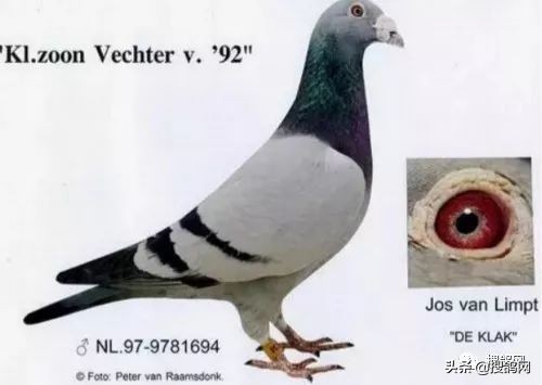 克拉克黄金鸽子,克拉克黄金种鸽图