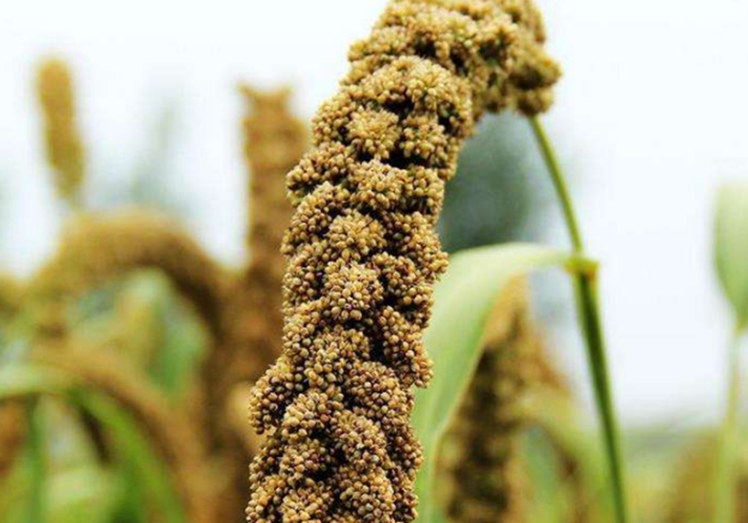 谷子种植，了解其生育阶段，是实现高产的基础，你学会了吗