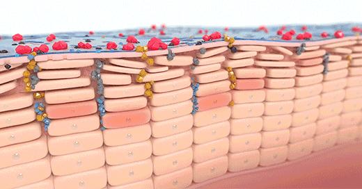 新版贝德玛,贝德玛什么版本最好