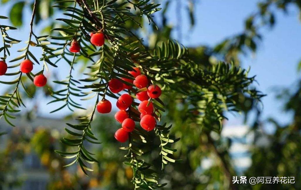 红豆杉黄叶干枯怎么救治,红豆杉黄叶掉叶是怎么回事