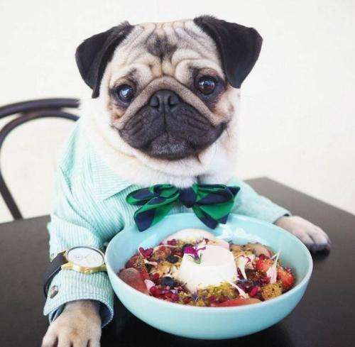 巴哥犬和柯基犬哪种好养,养巴哥犬新手要注意什么