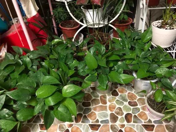 入夏怎样给扶桑浇水,无尽夏浇水的正确方法