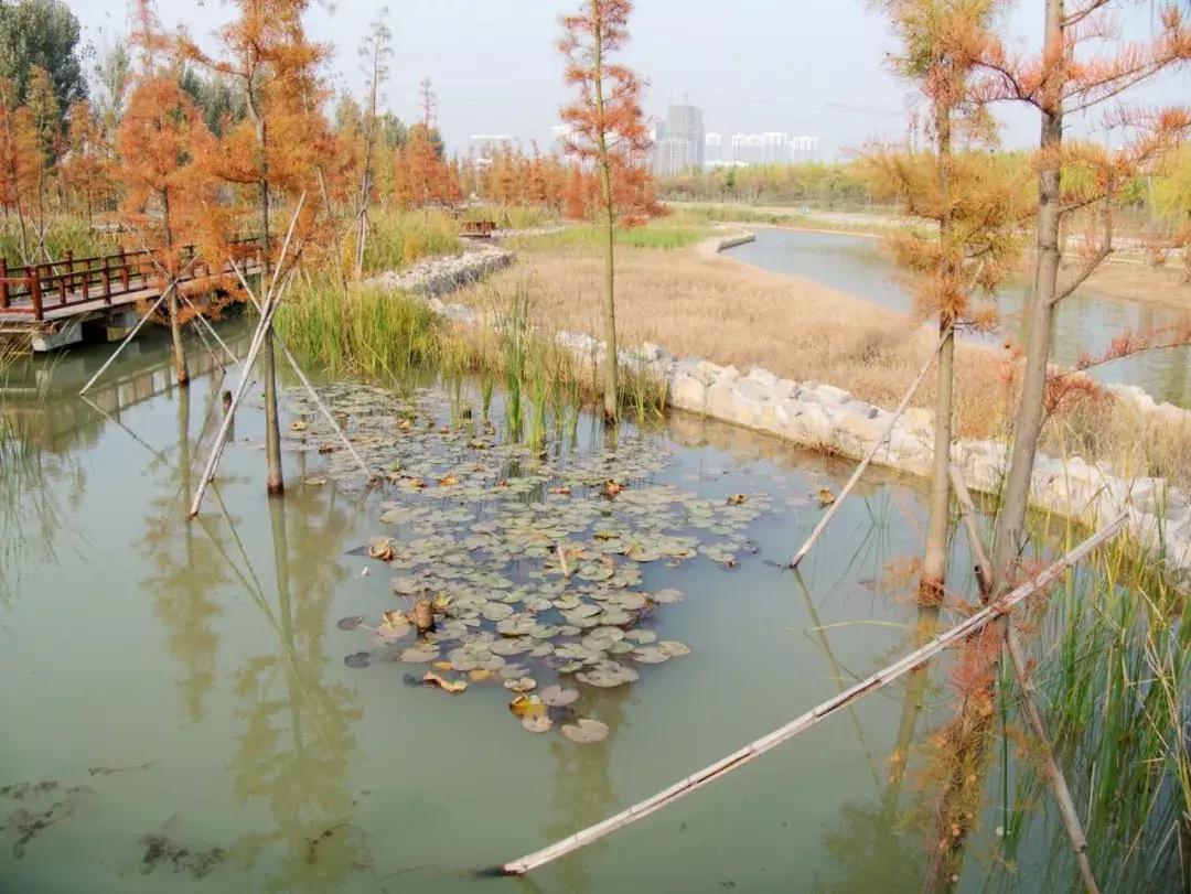 薛城未来五年发展之城南篇,薛城未来重点发展的片区