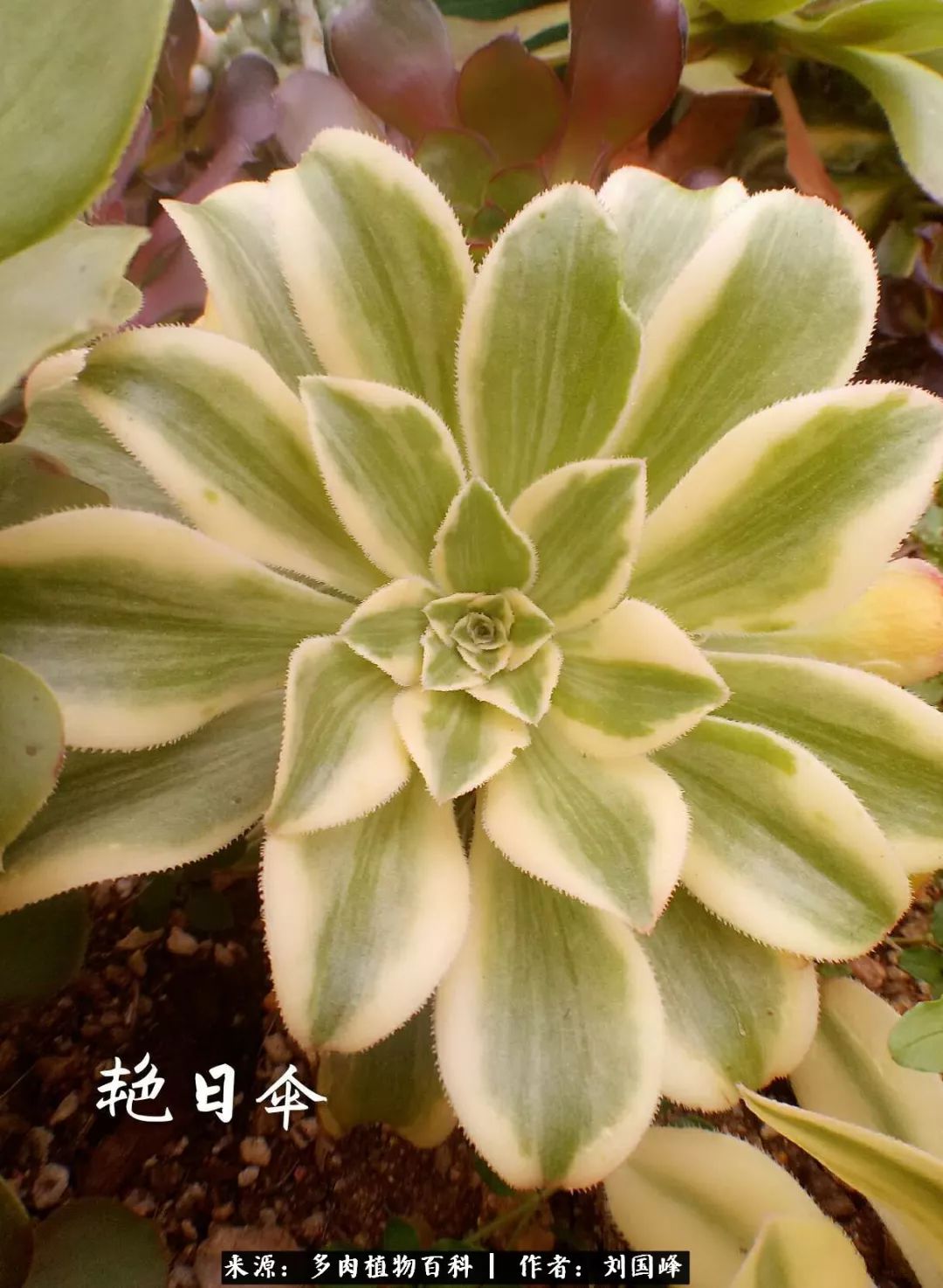 七百元打造的多肉王国，你还缺什么？