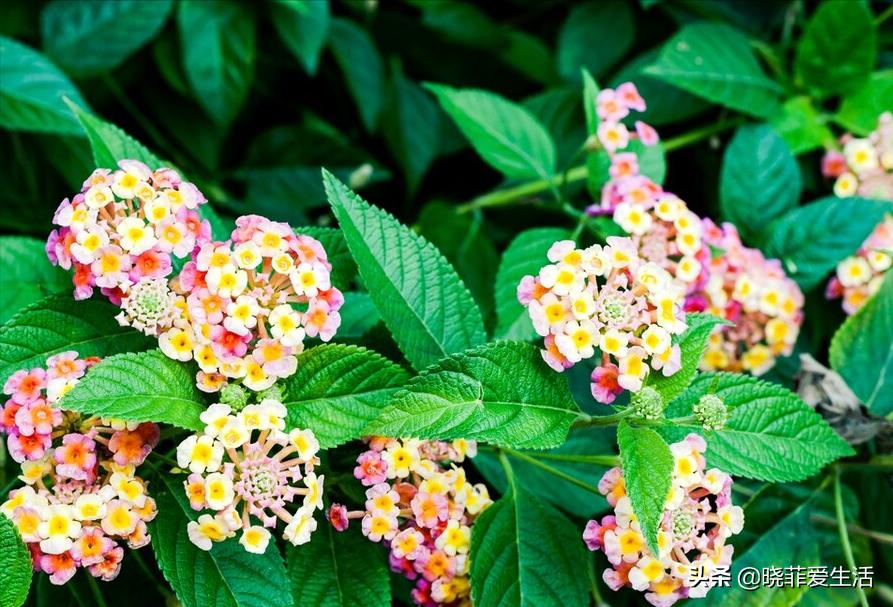 哪些花气味有毒不能养,哪10种花有毒