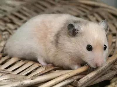 仓鼠的种类及图片大全,加卡利亚仓鼠和叙利亚仓鼠