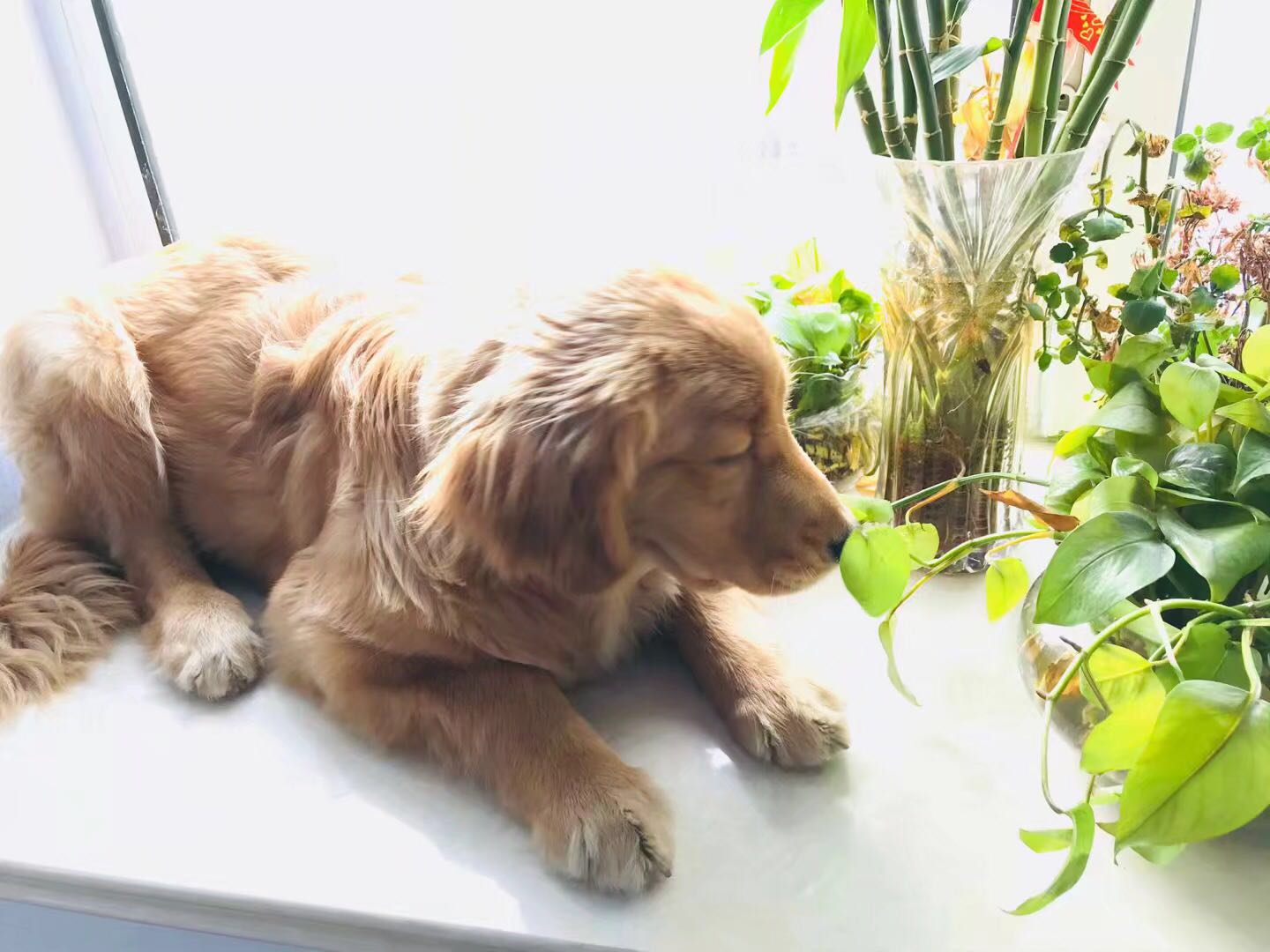 喜欢吃草莓的金毛,喜欢吃水果的金毛