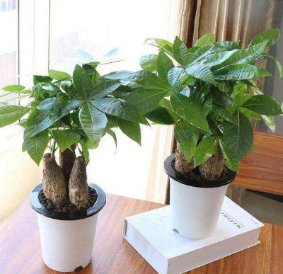 小盆养大花大盆养死花,小盆养大花大盆养死花什么意思