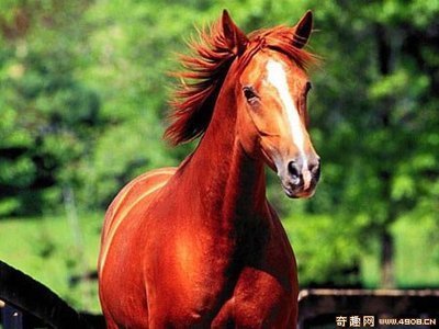 吕布的马为什么叫赤兔马,吕布骑赤兔马是什么马