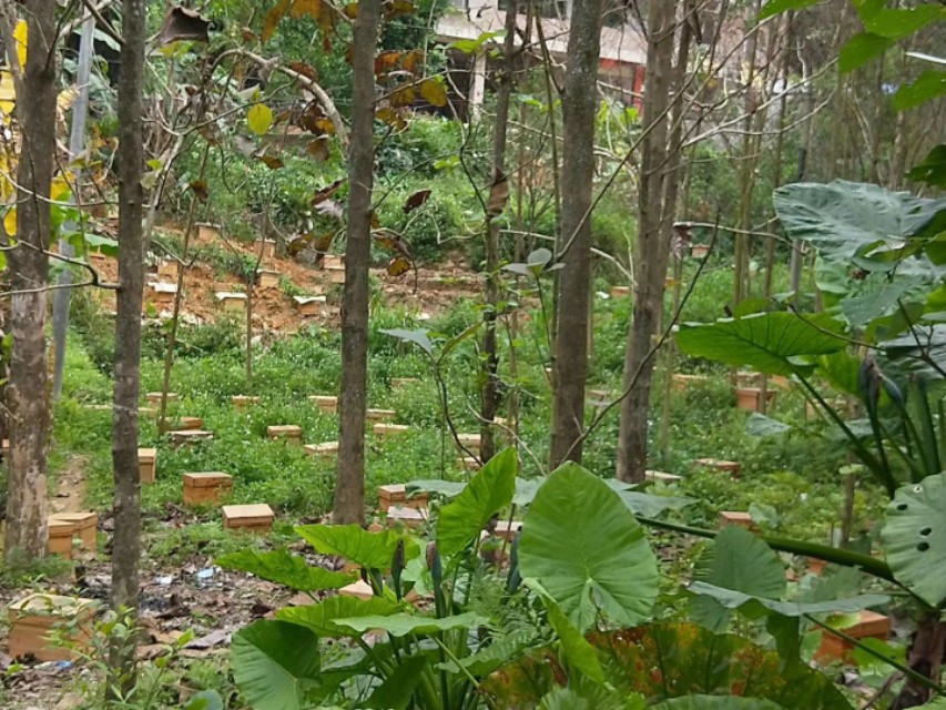 纯天然百花蜂蜜土特产,百花牌蜂蜜测评