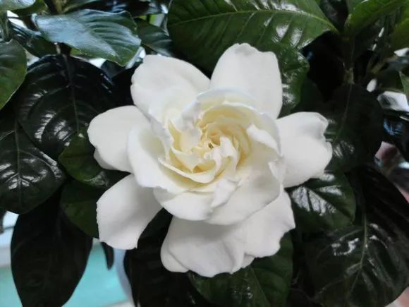 4种花超级好养,4种花超好养的