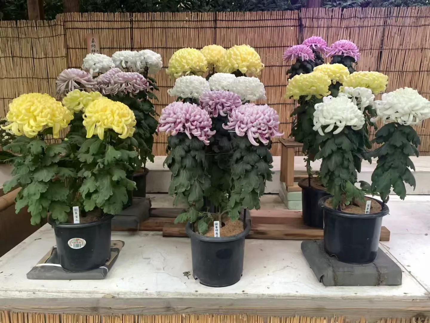 日本名古屋景点玩乐,日本名古屋旅游必需品