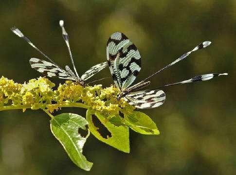 冷知识精选1,苦瓜的冷知识大全