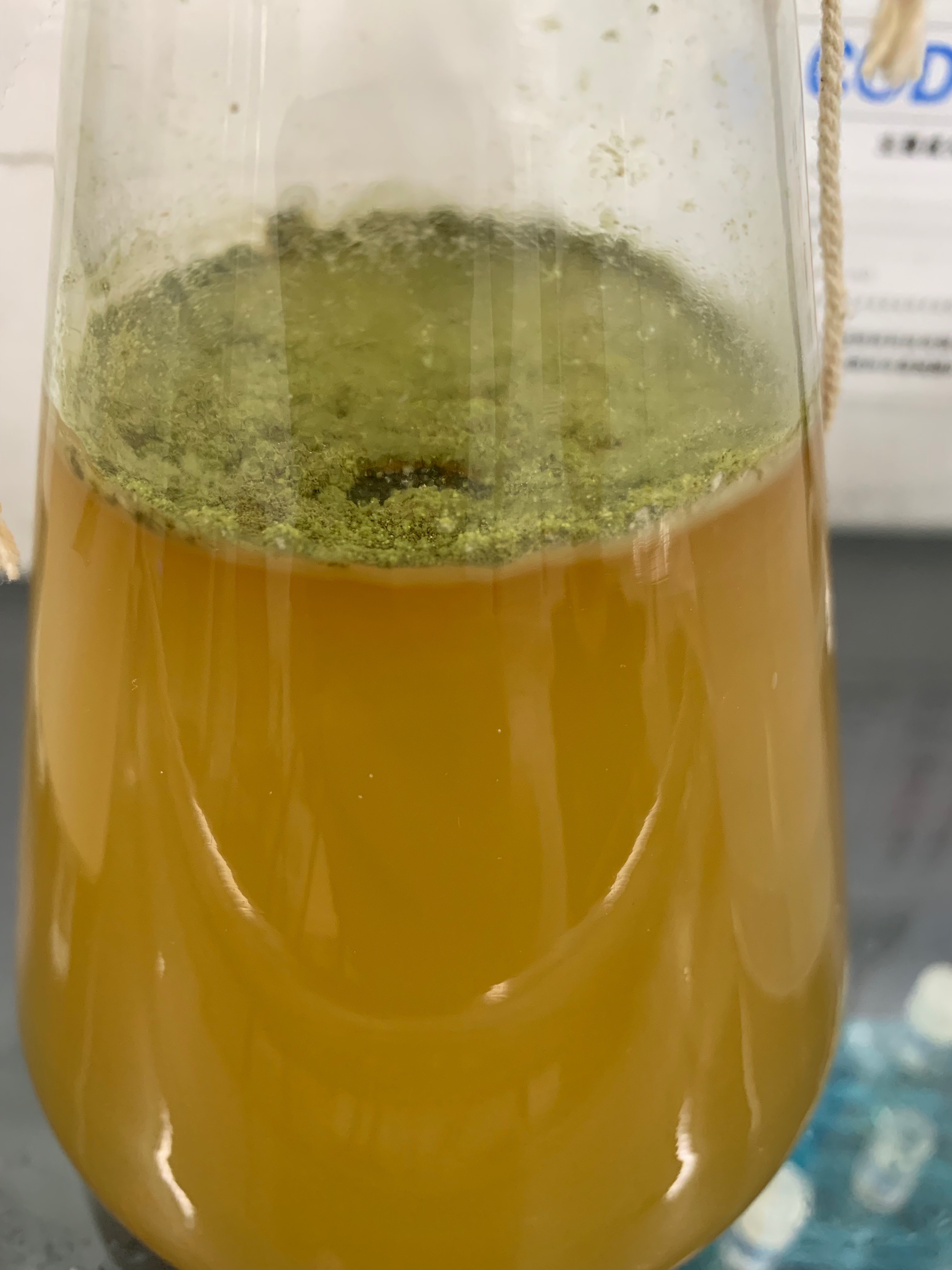 新手养鱼硝化菌,养鱼千万别买的鱼缸