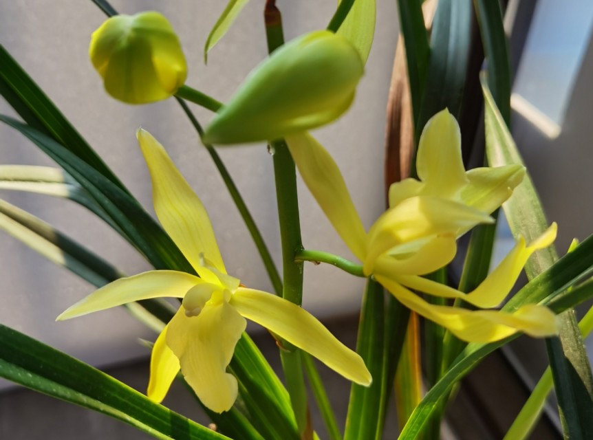 香味浓又勤花的兰花,兰花经典精品欣赏