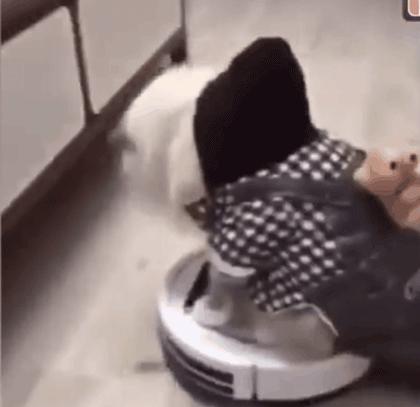 弱弱的问一句还可以吗怎么回,猫咪傻的表现是什么