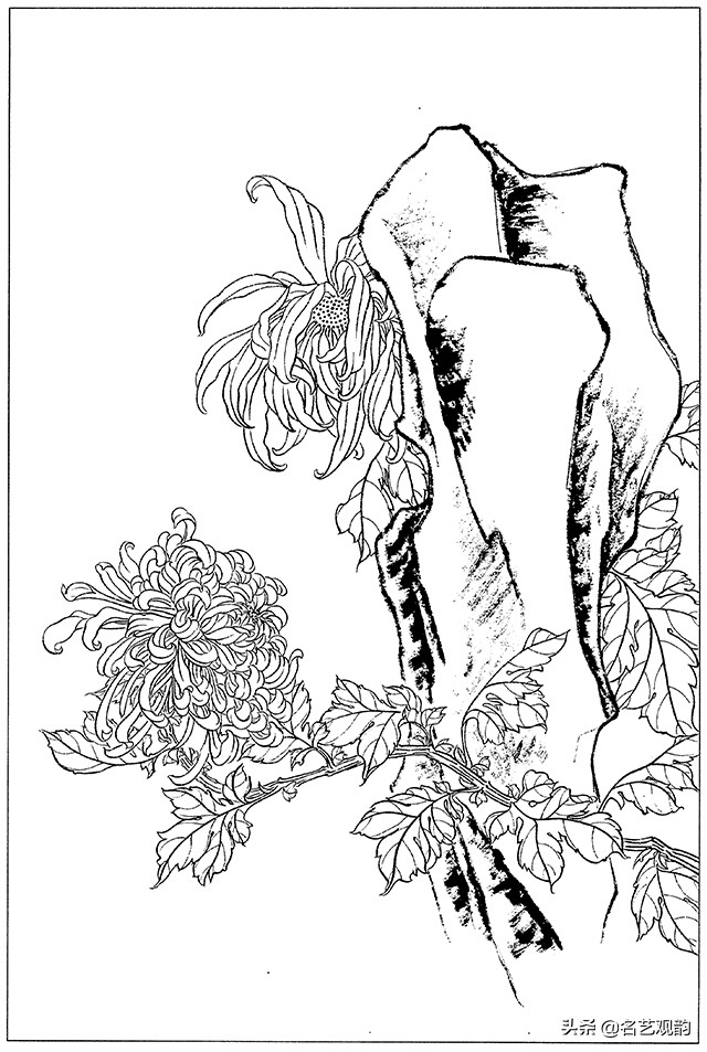 工笔画白描花卉图片大全,工笔画线描花卉菊花