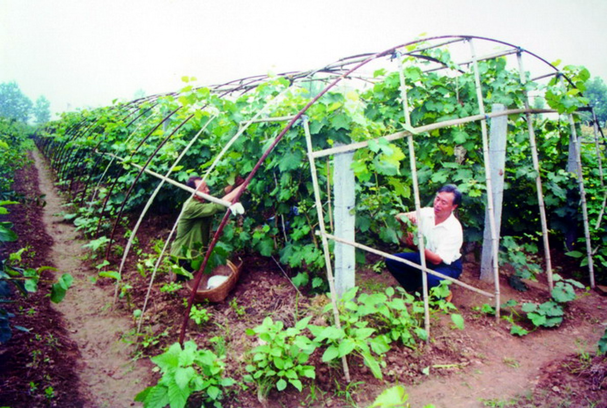 秭归县三峡移民老照片,宜昌秭归三峡大坝移民