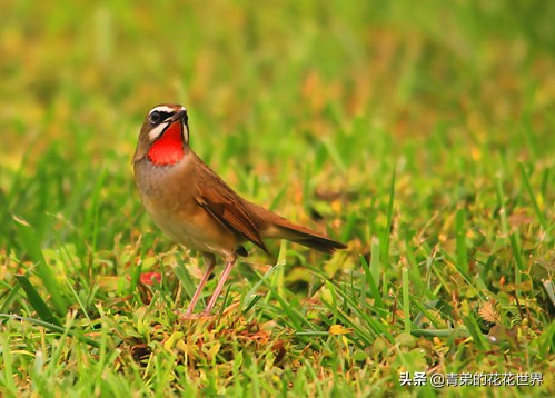 笼鸟饲养视频,笼养鸟视频教程全集