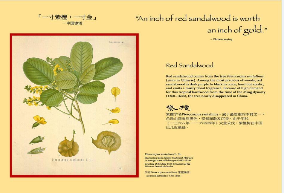 真假小叶紫檀盆景鉴别图,你的小叶紫檀还好吗