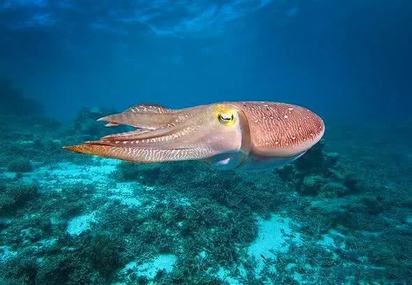 22款特斯拉model3试驾视频,特斯拉model3测评试驾