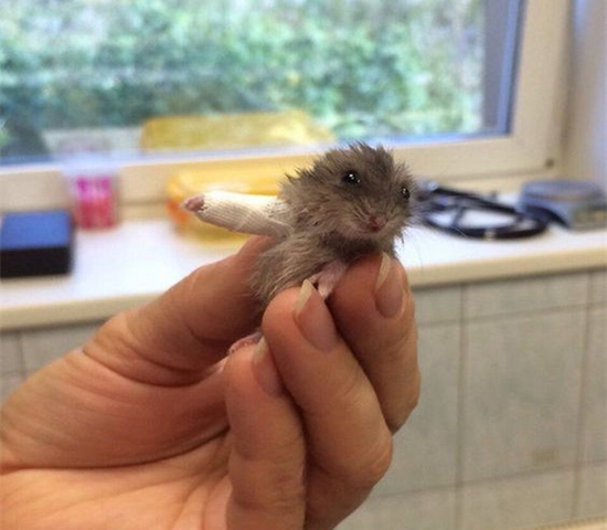 仓鼠骨折自救,仓鼠轻微骨折需要喂给他什么