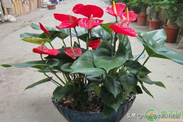 水培红掌叶子发黄快速补救方法,红掌叶子发黄全部剪掉会重新长吗