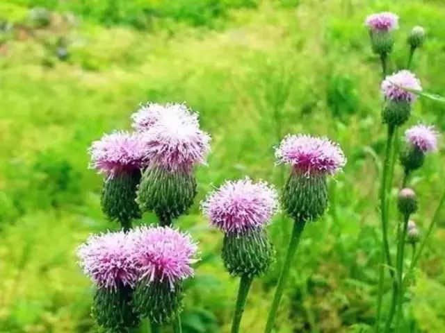 农村常见野花野草,这些野菜农村随处见