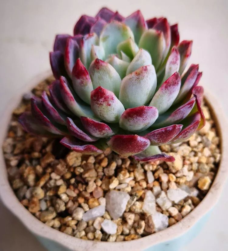 最美的20种多肉,15种最美的多肉