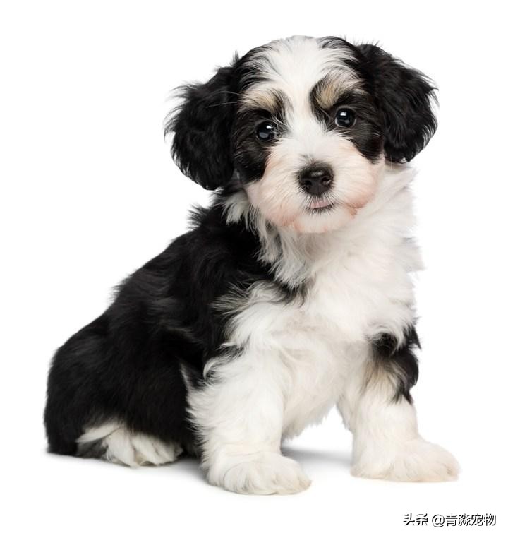 小孩长双排牙乳牙要拔掉有危险吗,小狗双排牙