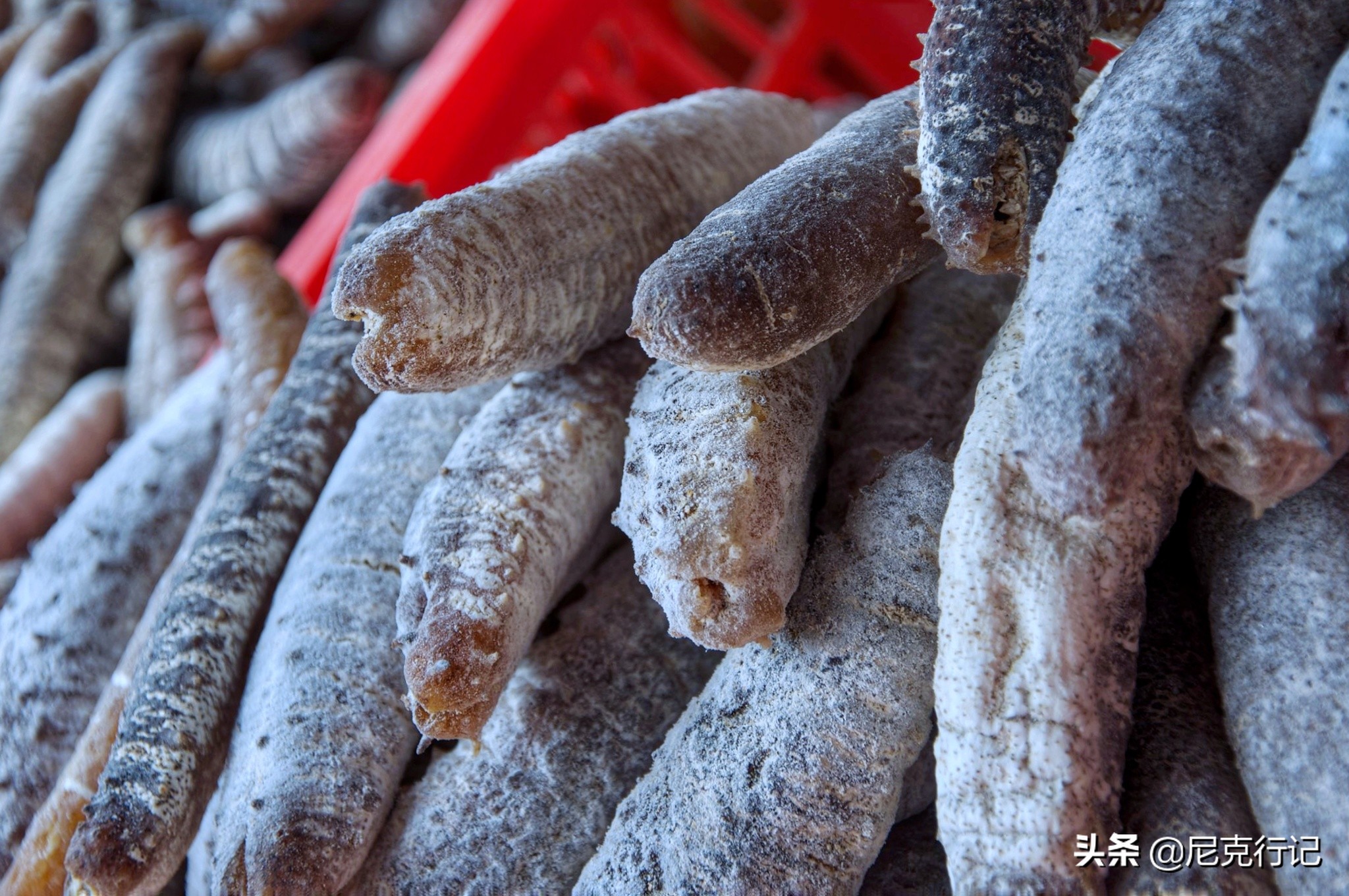 龙口的桑岛是活火山吗,龙口最大岛屿