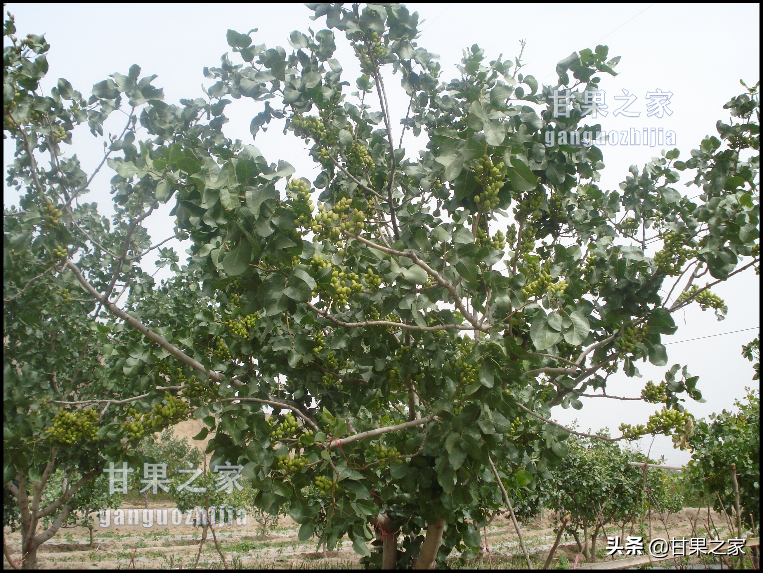 开心果的生长环境是什么,开心果是什么果树种出来的