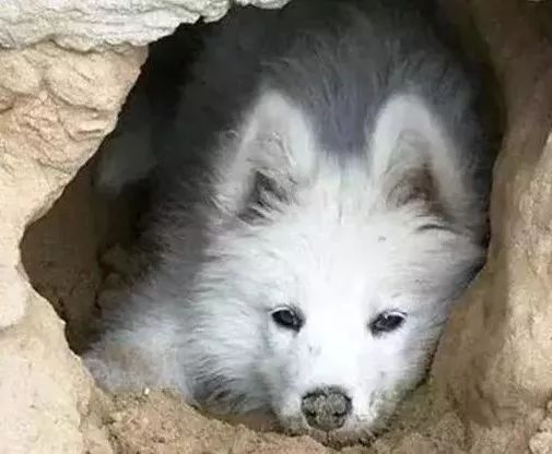 刨土刨水刨坑刨沙发，对于一只寂寞的狗子而言，万物皆可刨