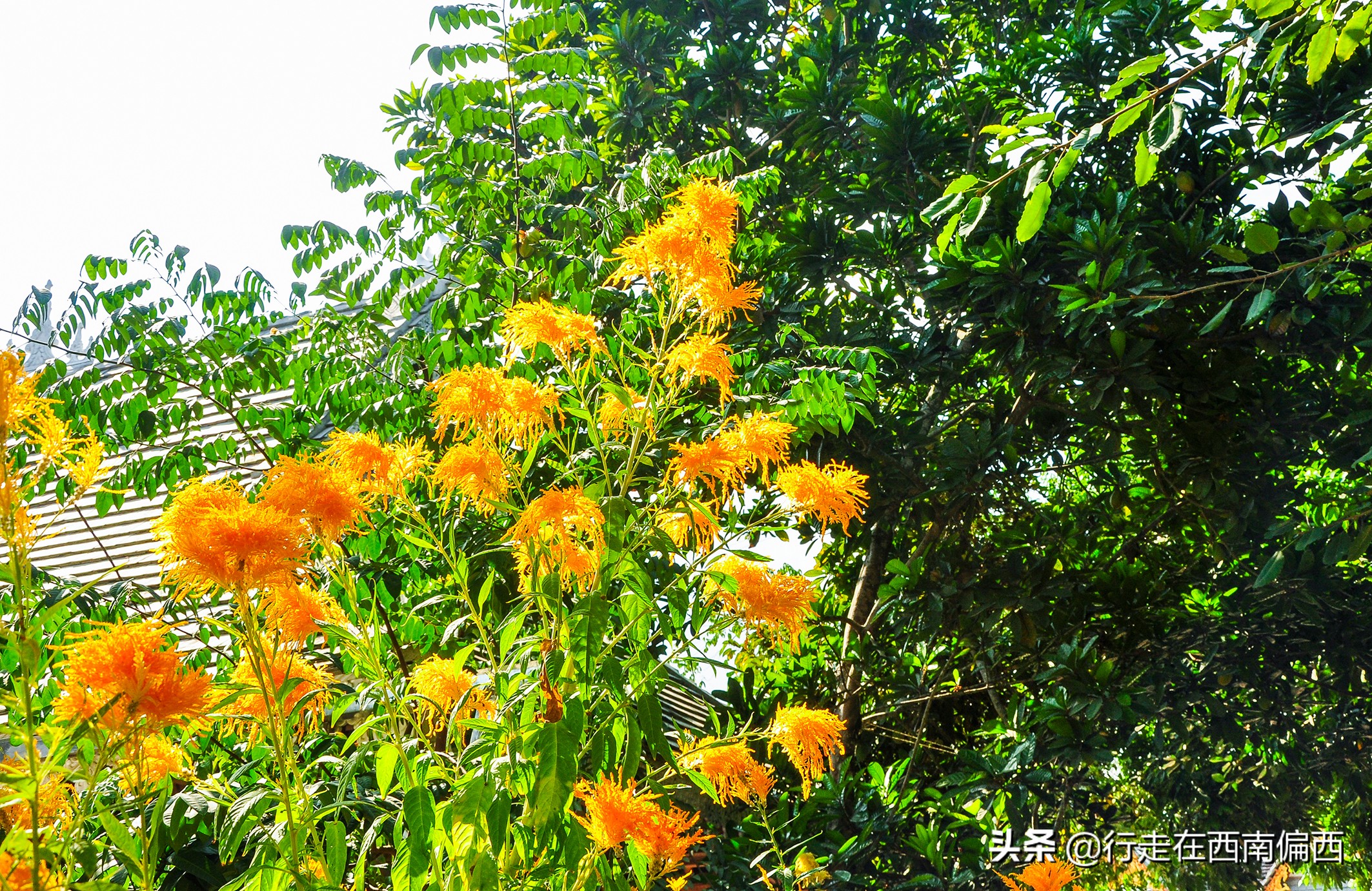 西双版纳五树六花中心,西双版纳五树六花地理位置