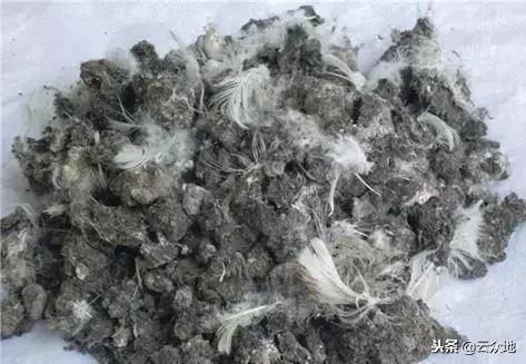 鸡粪到底有多毒,未腐熟的鸡粪是有机肥吗