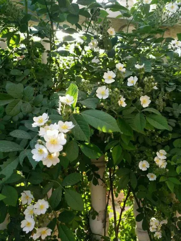 买假花月季,网上买的月季怎么处理