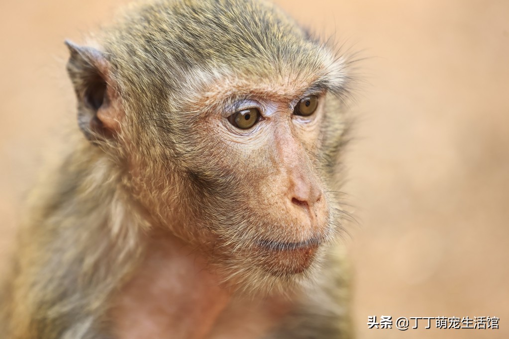 为什么猴子不能成为家禽,为什么猴子智商那么高