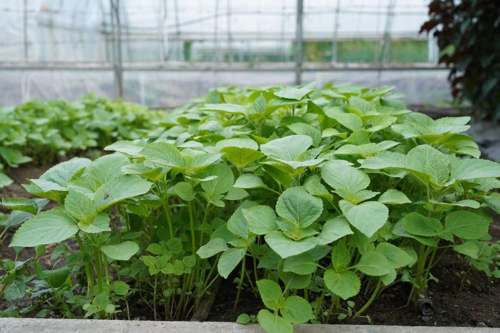 桦南紫苏种植基地在哪里,华南紫苏之乡