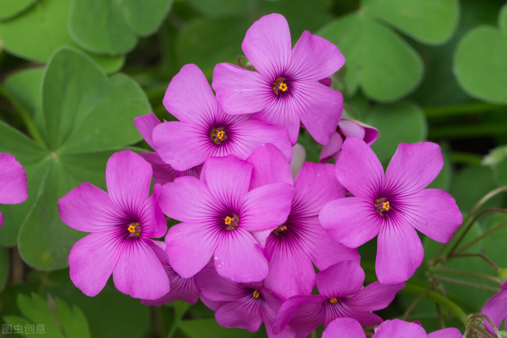 郁郁葱葱的多肉植物,适合阳光足的一年四季开花的植物