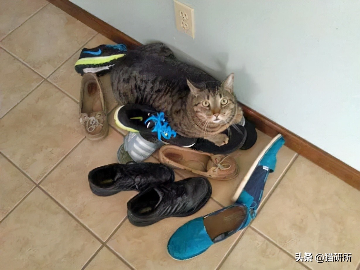 脚气传染猫咪 (猫咪脚气一般什么症状)