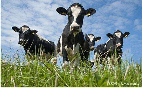 20元一箱,20元以下乳品一箱