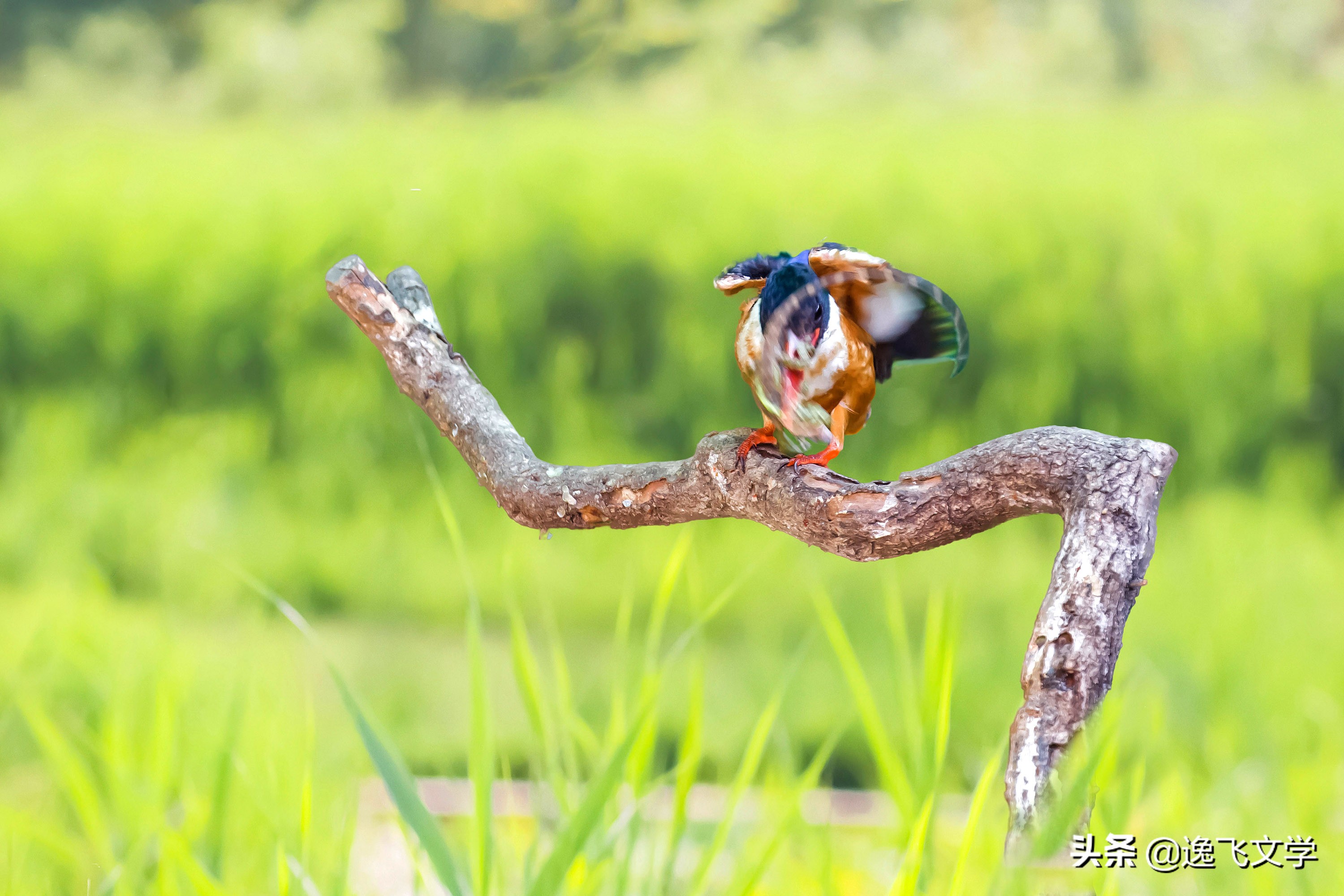 摄影纪实战争,摄影现代战争