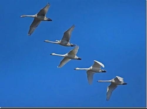 石门男人打女人事件,石门打鸟被抓