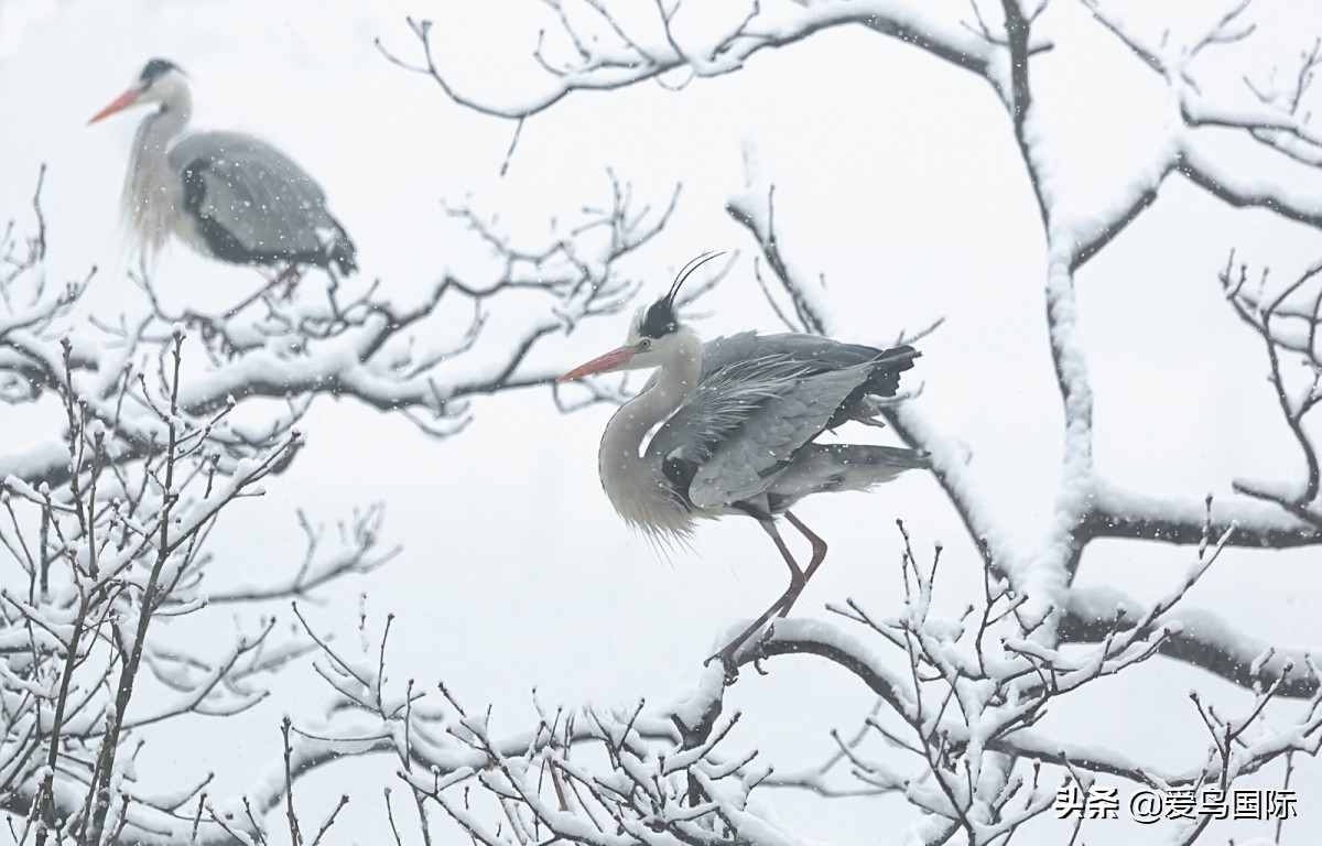 观鸟作品,观鸟优秀作品