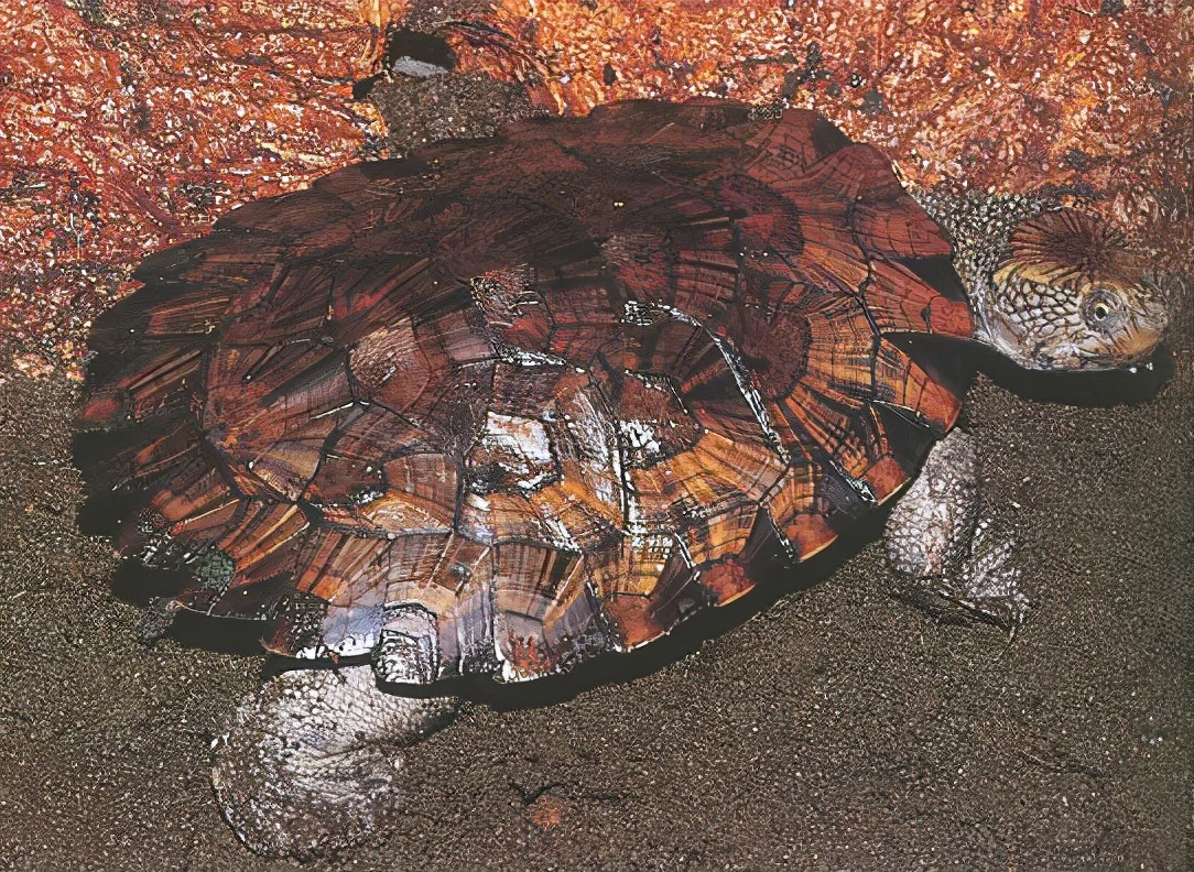 龟类纪录片,龟类图片