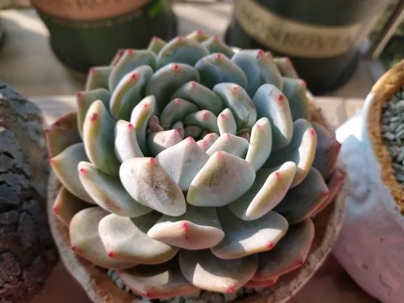 多肉煤烟病可以用酒精擦吗,多肉煤烟病怎么治