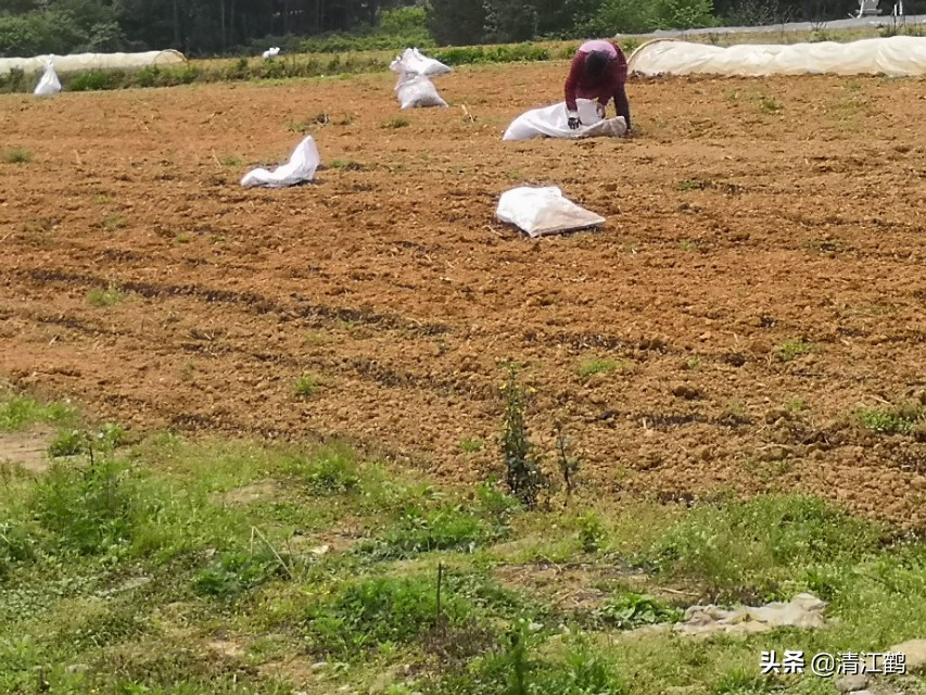 酢浆草叶子枯萎怎么办,豌豆苗蔫儿了如何抢救