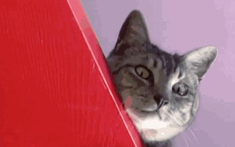 美短虎斑猫咪的品种,美国短毛猫虎斑价格