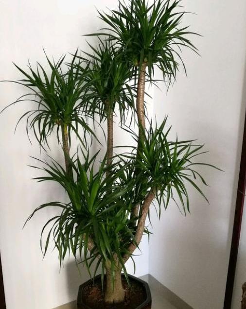 养龙血树怎么修剪,养龙血树用什么肥好